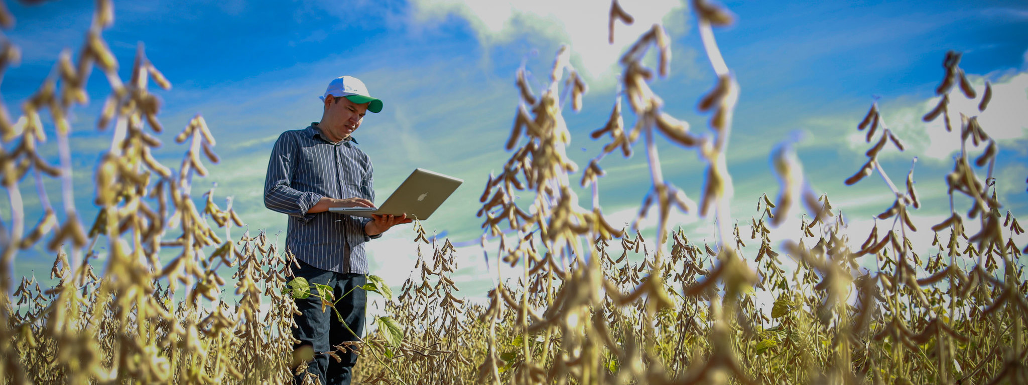 Agência Zetta UFLA desenvolve em parceria com o MAPA a maior plataforma do agronegócio brasileiro